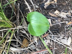 Proiphys cunninghamii