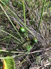 Proiphys cunninghamii