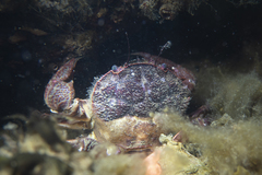 Nectocarcinus