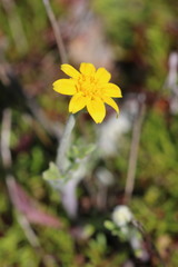 Pseudobahia heermannii