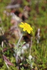 Pseudobahia heermannii