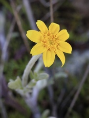 Pseudobahia heermannii