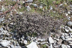Eriogonum tripodum
