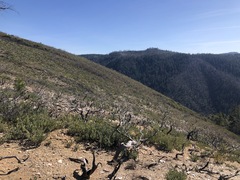 Arctostaphylos nissenana
