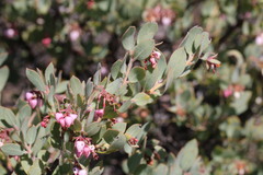 Arctostaphylos nissenana