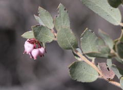 Arctostaphylos nissenana
