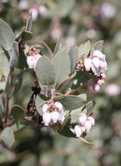 Arctostaphylos nissenana