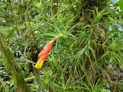 Guzmania angustifolia
