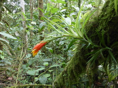 Guzmania angustifolia