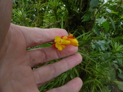 Guzmania angustifolia