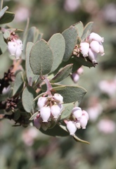Arctostaphylos nissenana