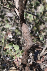 Arctostaphylos nissenana