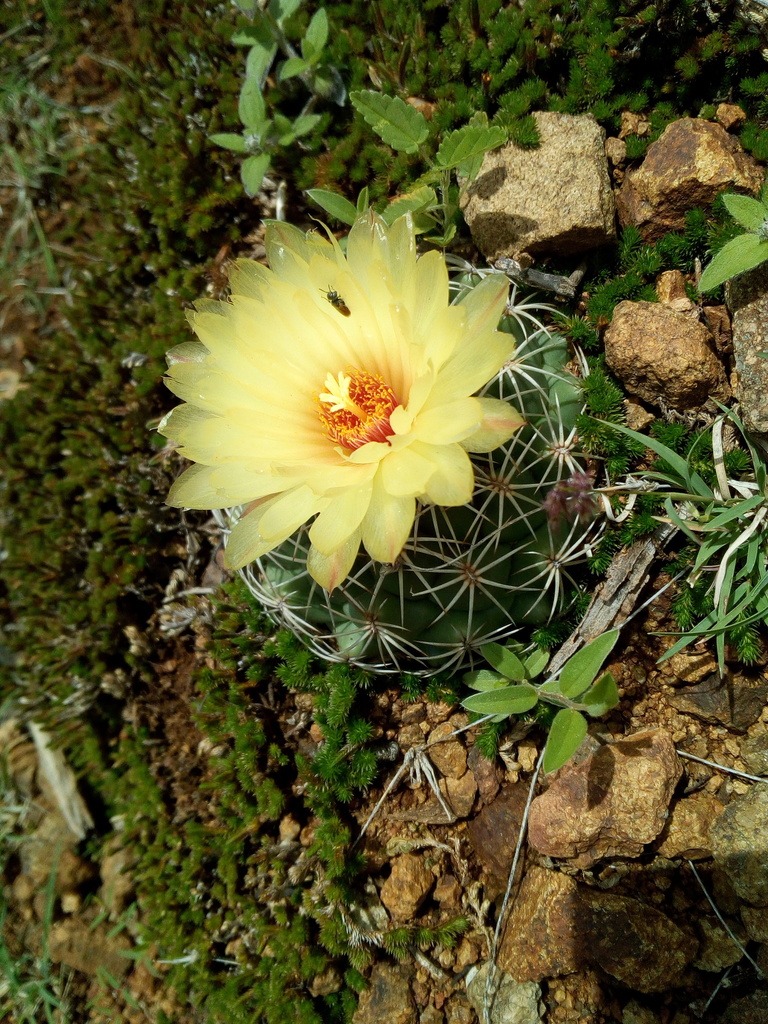 Coryphantha retusa