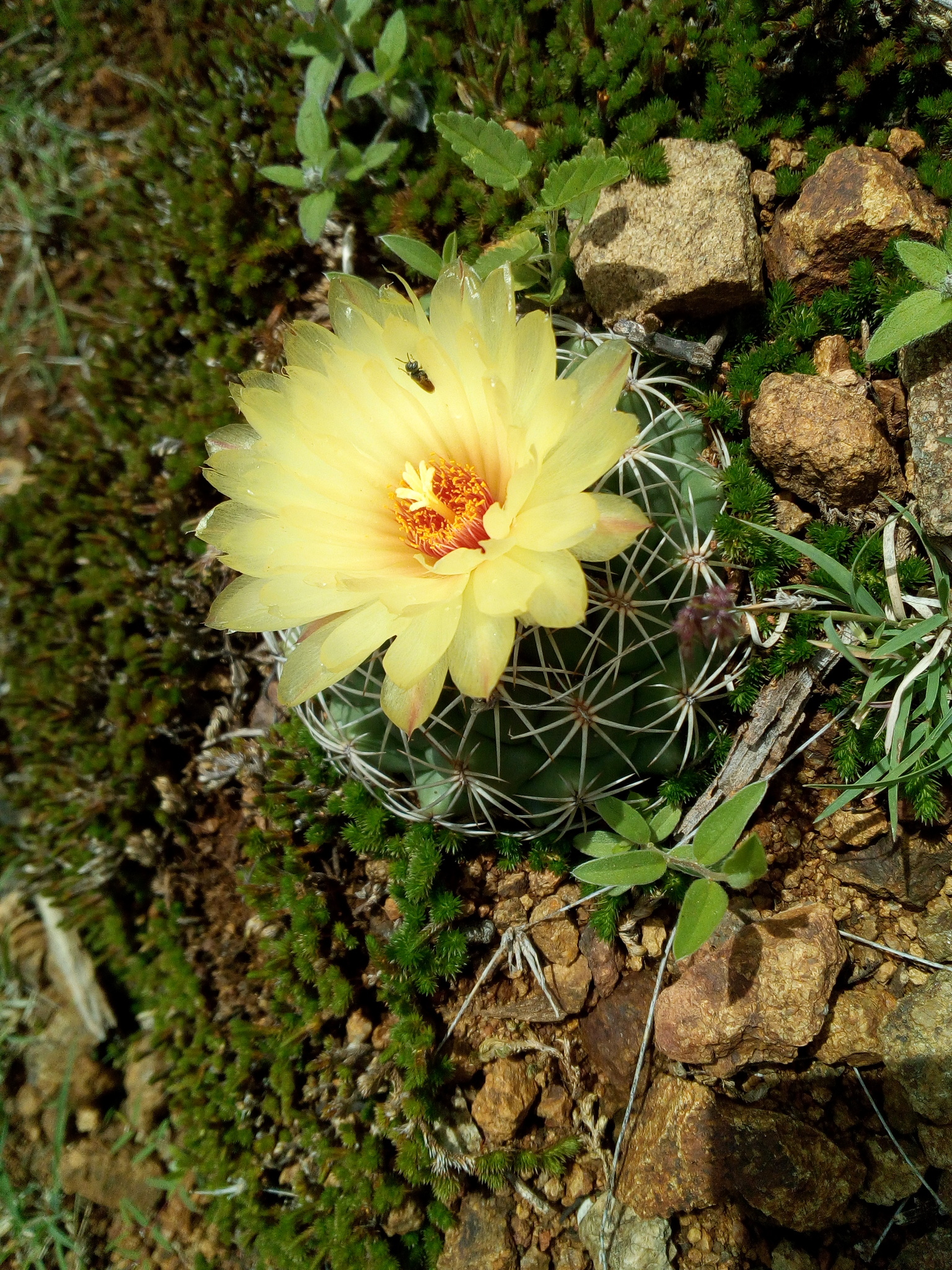 Coryphantha retusa