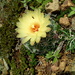 Coryphantha retusa - Photo (c) Ejido Santiago Coatepec, some rights reserved (CC BY-NC), uploaded by Ejido Santiago Coatepec