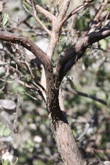 Arctostaphylos nissenana