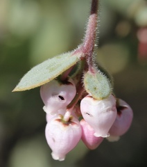 Arctostaphylos nissenana