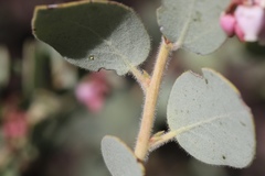 Arctostaphylos nissenana