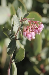 Arctostaphylos nissenana