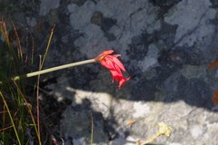 Cyrtanthus staadensis