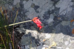 Cyrtanthus staadensis