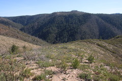 Arctostaphylos nissenana