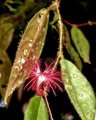 Columnea minor