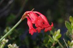 Cyrtanthus staadensis