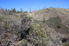 Arctostaphylos nissenana