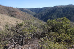Arctostaphylos nissenana