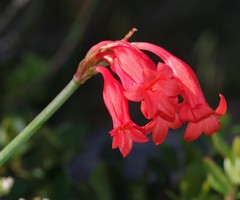 Cyrtanthus staadensis