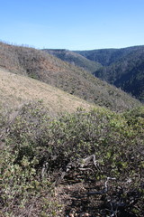 Arctostaphylos nissenana
