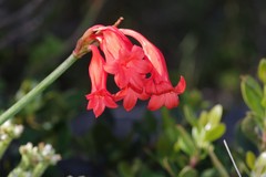 Cyrtanthus staadensis