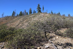 Arctostaphylos nissenana