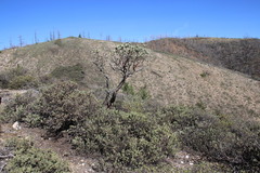 Arctostaphylos nissenana