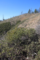 Arctostaphylos nissenana