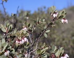 Arctostaphylos nissenana