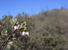 Arctostaphylos nissenana