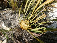 Protea scabra