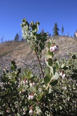 Arctostaphylos nissenana