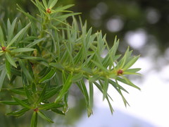 Podocarpus nubigenus