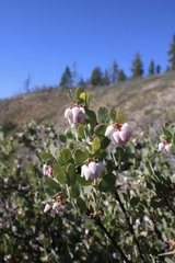 Arctostaphylos nissenana