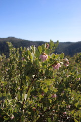 Arctostaphylos nissenana