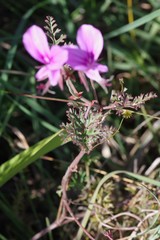 Pelargonium multicaule
