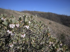 Arctostaphylos nissenana