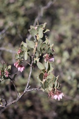 Arctostaphylos nissenana
