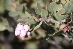 Arctostaphylos nissenana