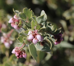 Arctostaphylos nissenana