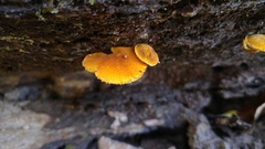 Phaeomarasmius proximans
