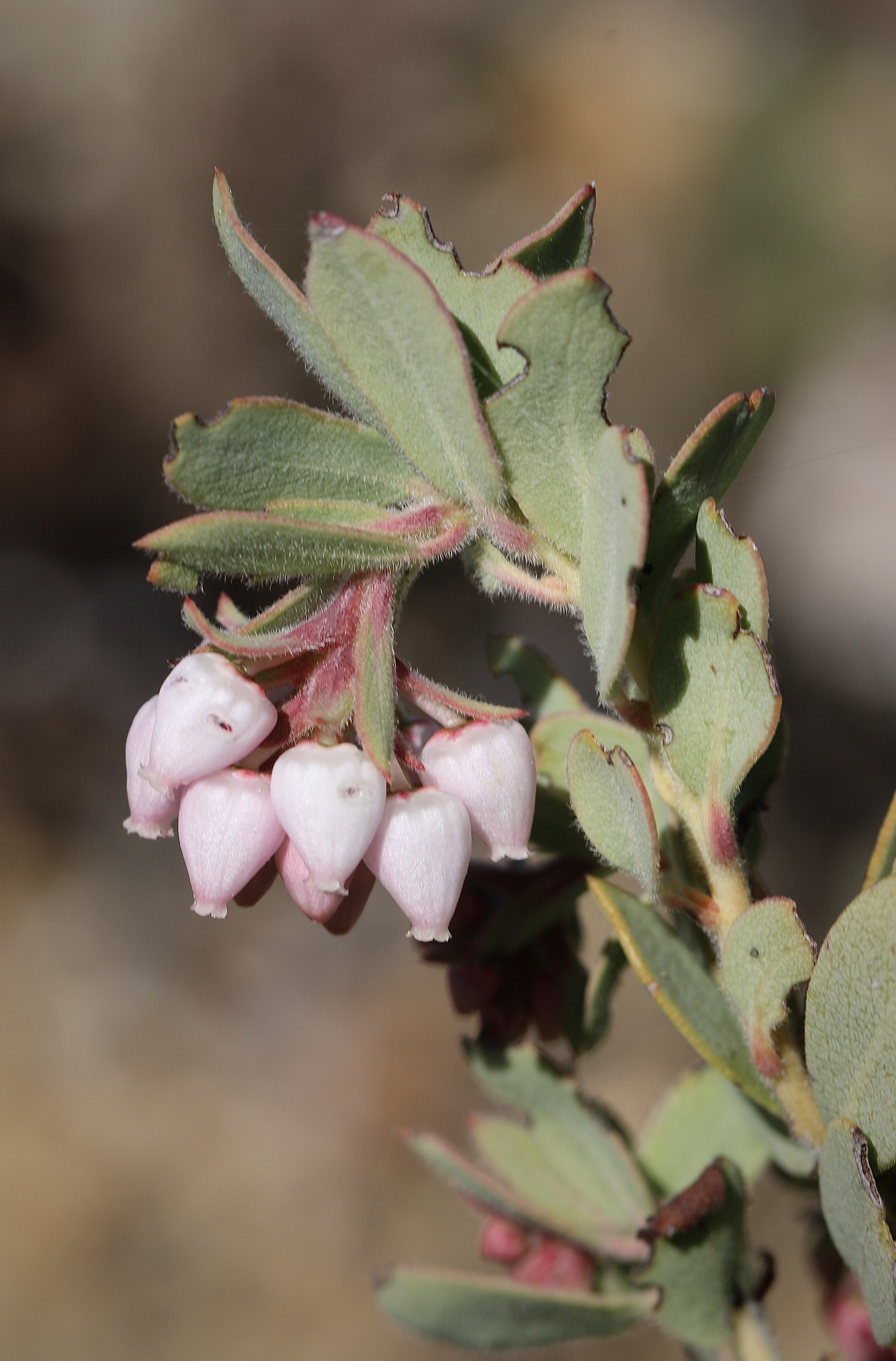 Arctostaphylos nissenana